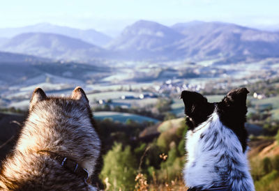 Close-up of a dog on mountain