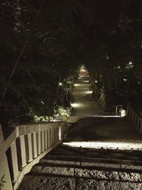 Illuminated trees at night