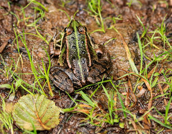 High angle view of lizard on land