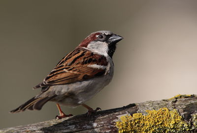 House sparrow perching on branch