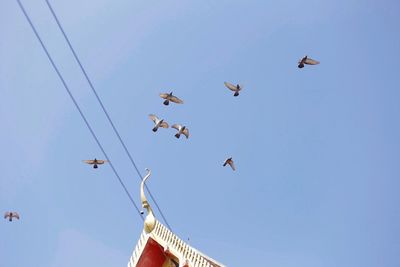 Low angle view of birds flying against clear blue sky