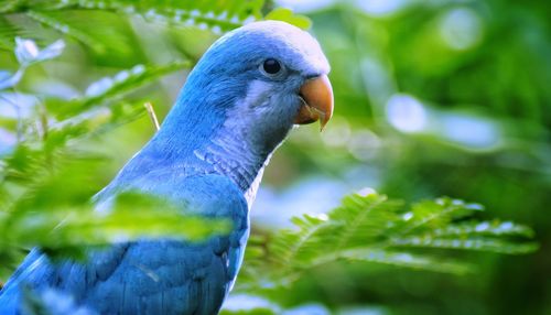 Close-up of bird