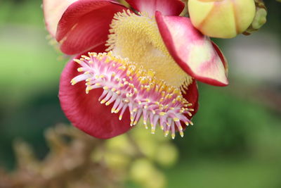 Close-up of pink rose flower