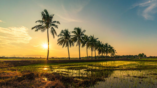 Scenic view of palm trees on field against sky at sunset