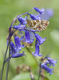 Close-up of butterfly pollinating on purple flower