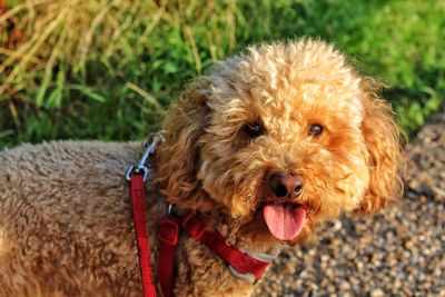 Close-up portrait of dog