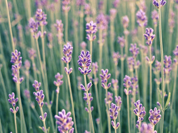 Close-up of purple flowering plants on field