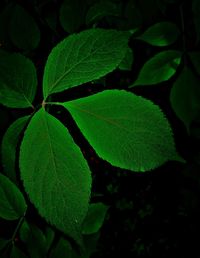 Full frame shot of leaves