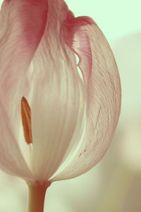 Close-up of white rose flower