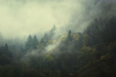 Trees in forest