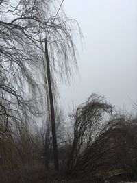Low angle view of tree against sky