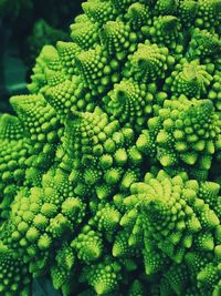 Full frame shot of fresh green plant