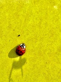 High angle view of ladybug on yellow leaf