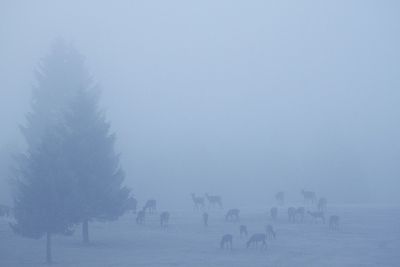 Trees on field against sky during winter