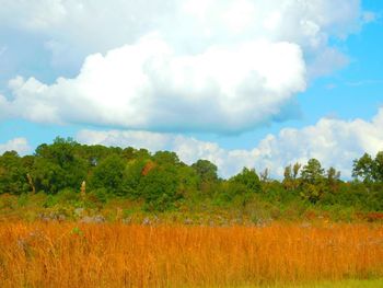 Trees on landscape against sky