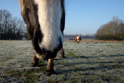 Horse grazing in a field