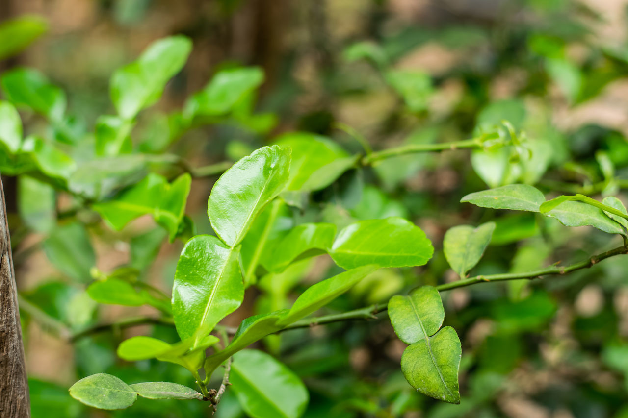 CLOSE-UP OF FRESH GREEN PLANT LEAVES