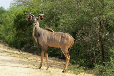 Portrait of animal standing in zoo