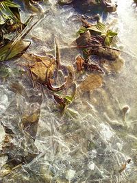 Close-up of leaves in water