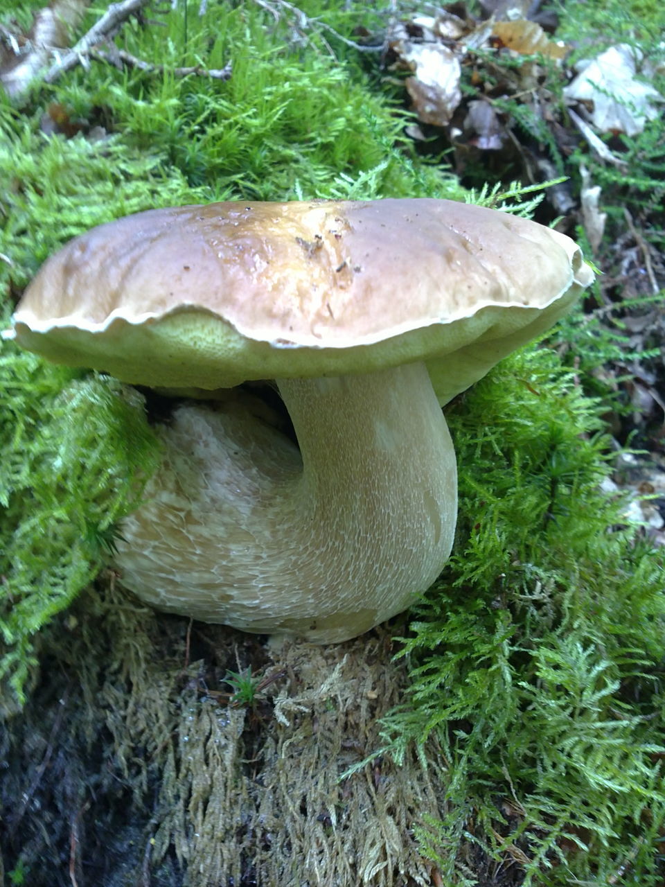 close-up, green color, green, animal head, fungus, freshness, outdoors, uncultivated, zoology, no people