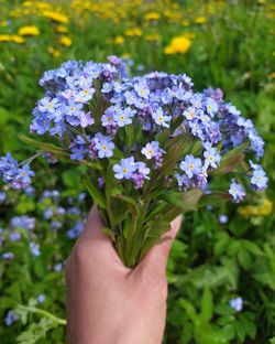 Close-up of hand holding purple flowering plant