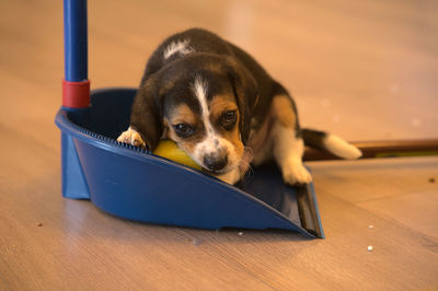 pet