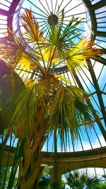 Low angle view of palm tree against sky