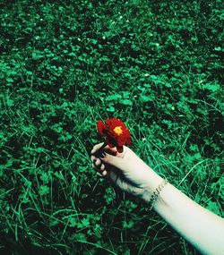 Close-up of hand holding flower in field