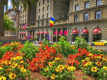 Flowers growing in front of building