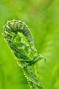 Close-up of insect on plant