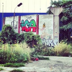 Plants growing on a wall