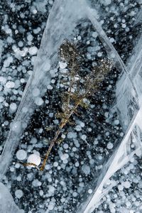 High angle view of frozen tree during winter