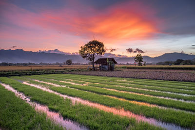 Scenic view of agricultural field against sky during sunset