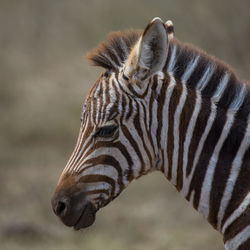 Zebra herd, africa