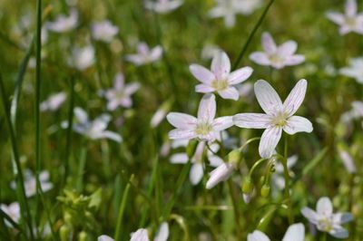 Close-up of white flowers