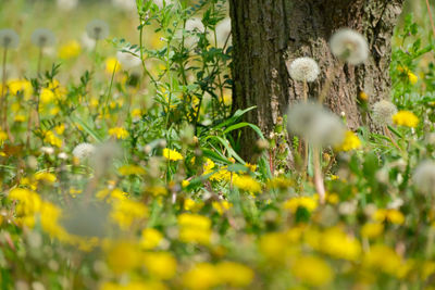 Close-up of flowering plants on field