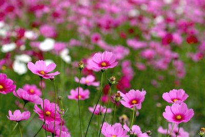 Close-up of pink flowers