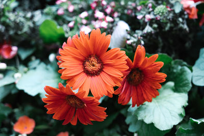 Close-up of red flowering plant