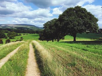 Scenic view of trees on field against sky