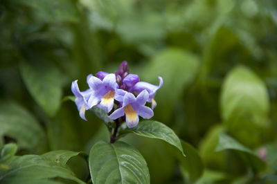 Close-up of purple flowering plant