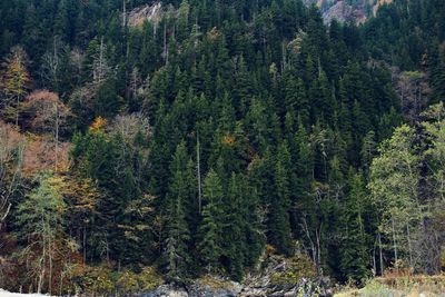 Pine trees in forest