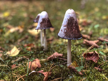 Close-up of mushroom growing on field