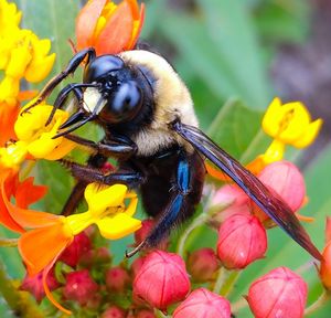 Close-up of bee on yellow flowers