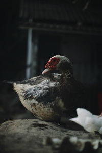 Close-up of bird