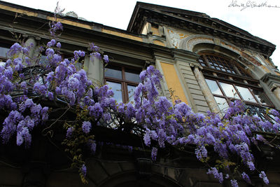 Low angle view of flowers in building