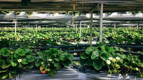 Potted plants in greenhouse
