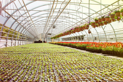 Plants growing in greenhouse