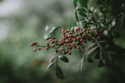 Close-up of berries on tree