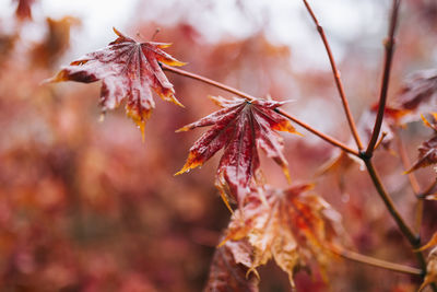 Close-up of maple leaves on tree