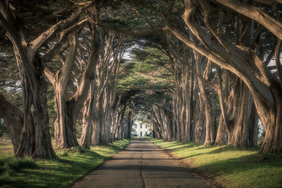 Trees in forest